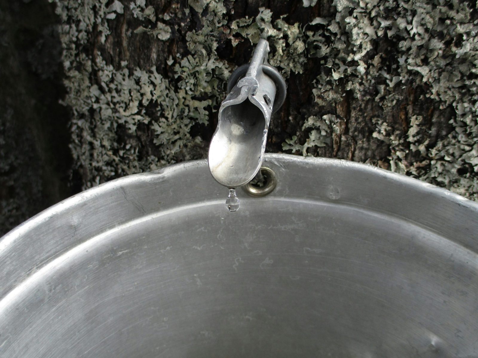 Close-up of maple sap tap and bucket collecting sap from a tree in Québec, Canada.